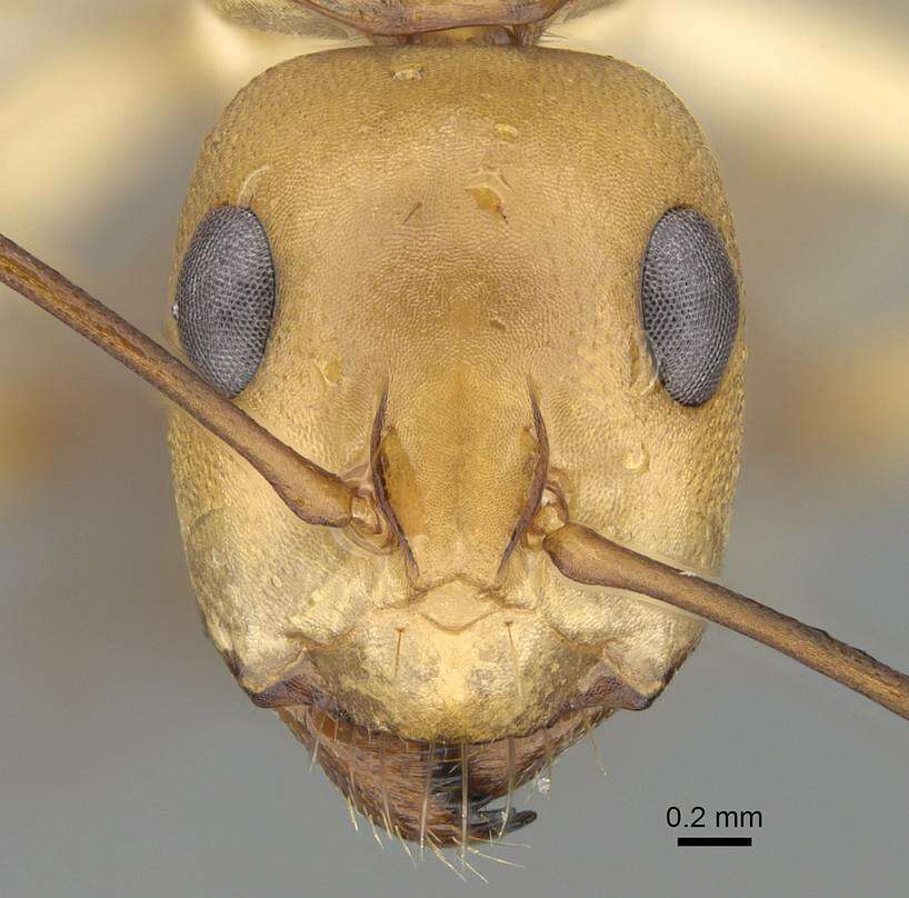 Image of Camponotus cuneiscapus Forel 1910