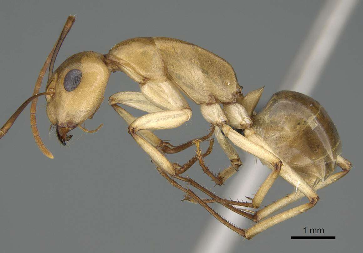 Image of Camponotus cuneiscapus Forel 1910