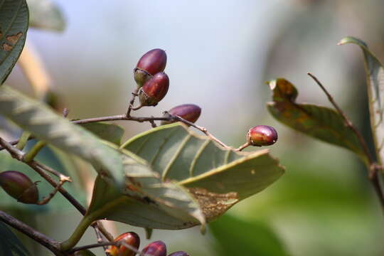 Plancia ëd Lagerstroemia microcarpa Wight