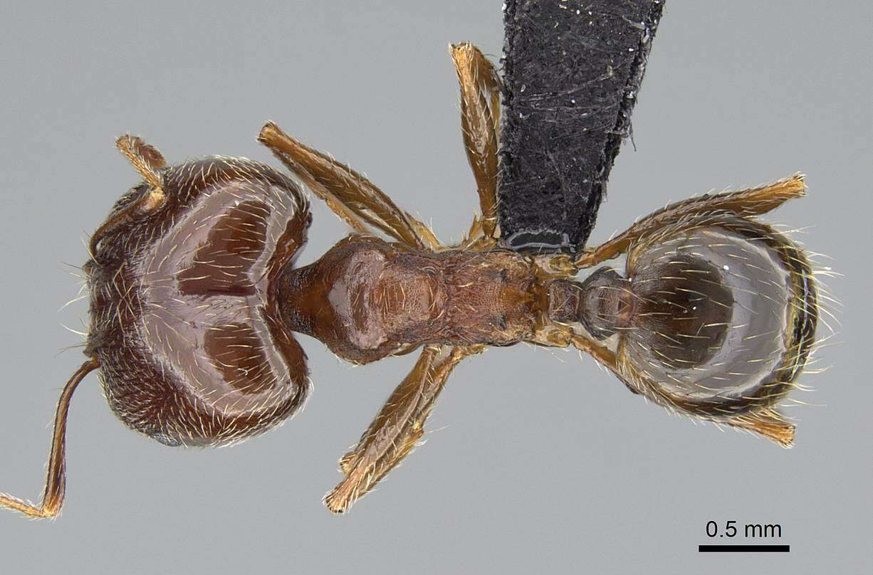 Image of Pheidole