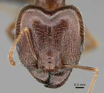 Image of Pheidole