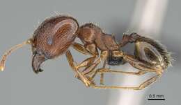 Image of Pheidole