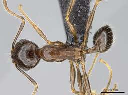 Image of Pheidole