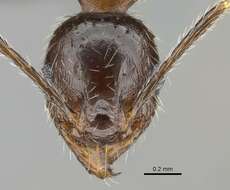 Image of Pheidole