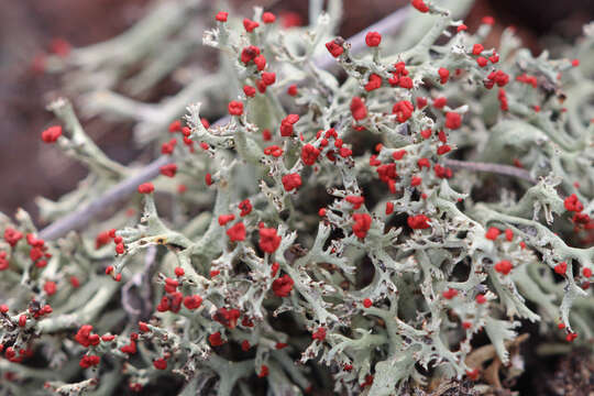 Image of cup lichen