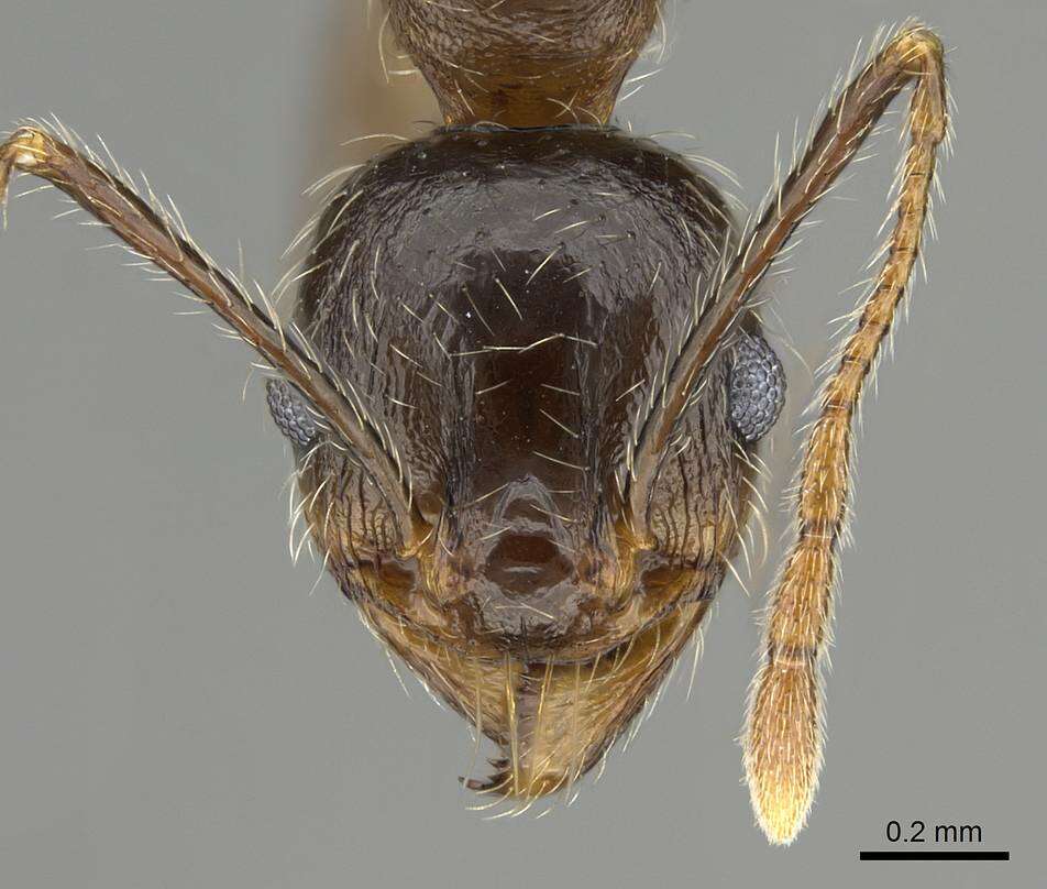 Plancia ëd Pheidole tenuinodis Mayr 1901