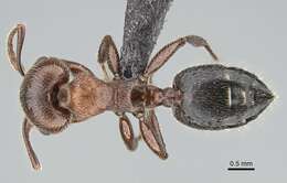 Image of Crematogaster melanogaster Emery 1895