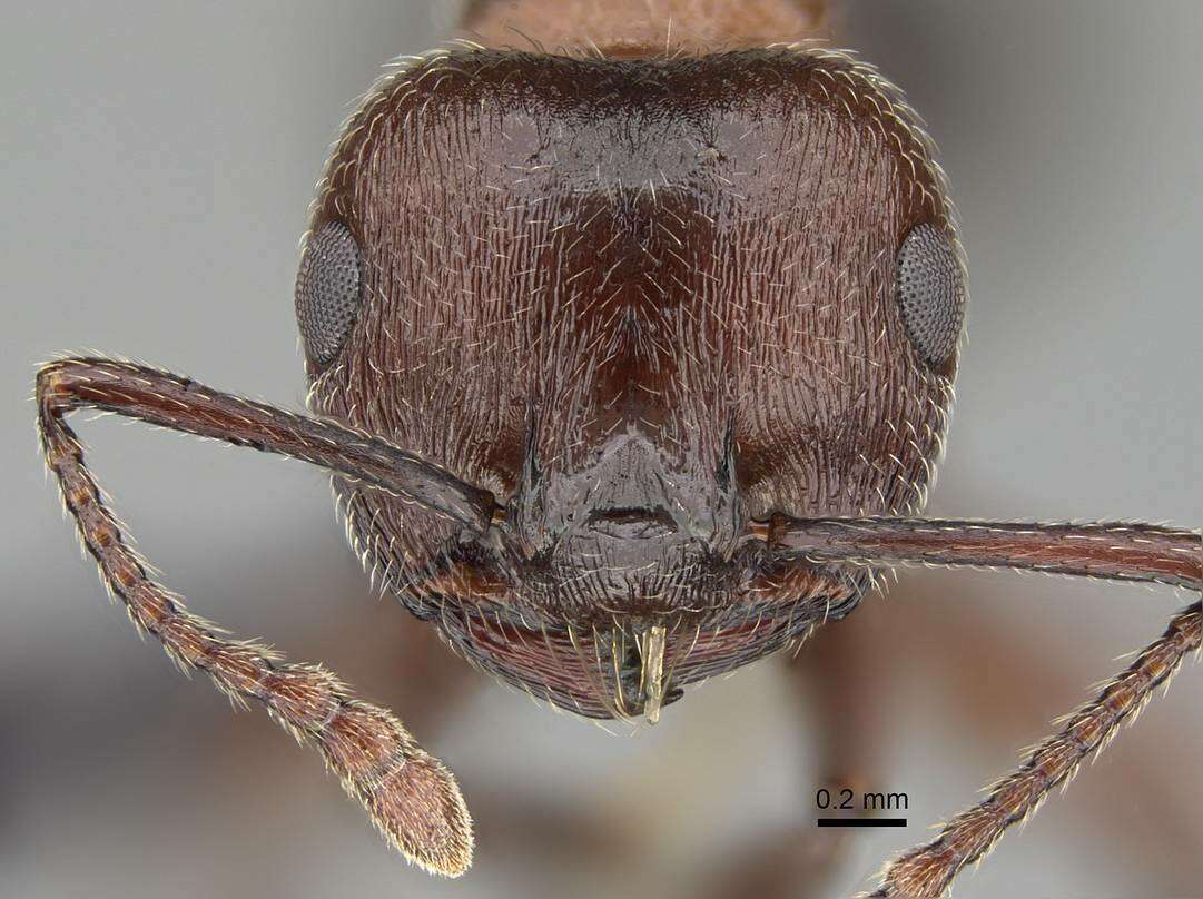 Image of Crematogaster melanogaster Emery 1895