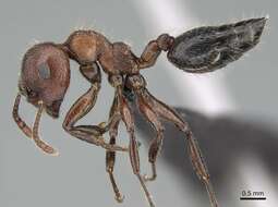 Image of Crematogaster melanogaster Emery 1895