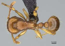 Image of Tetramorium capense Mayr 1865