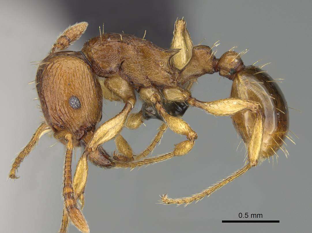 Image of Tetramorium capense Mayr 1865