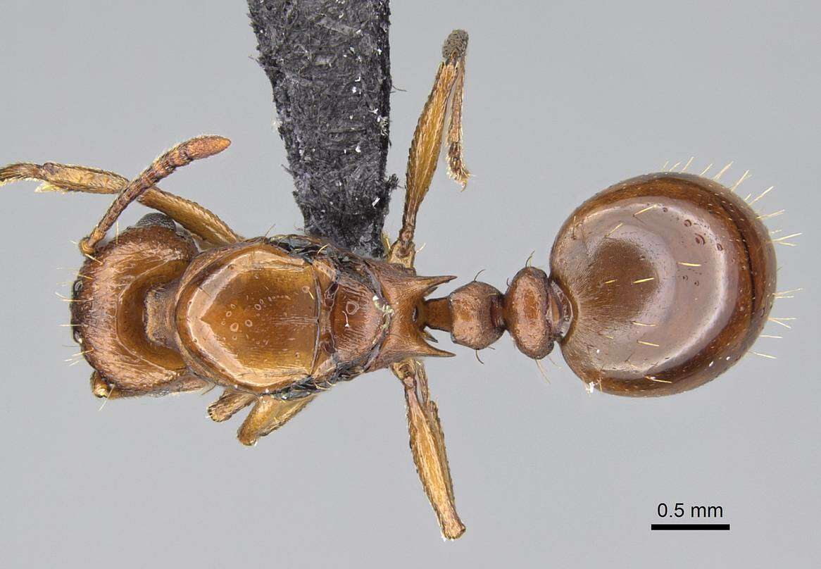 Image of Tetramorium capense Mayr 1865