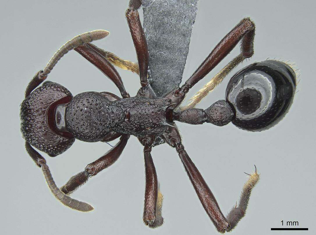 Image of Eutetramorium