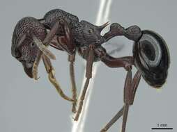 Image of Eutetramorium