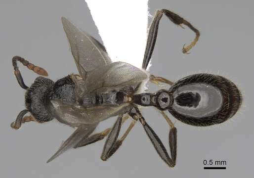 Image of Myrmica discontinua Weber 1939