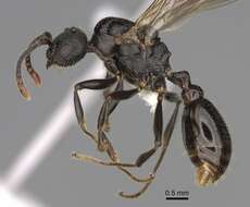 Image of Myrmica discontinua Weber 1939