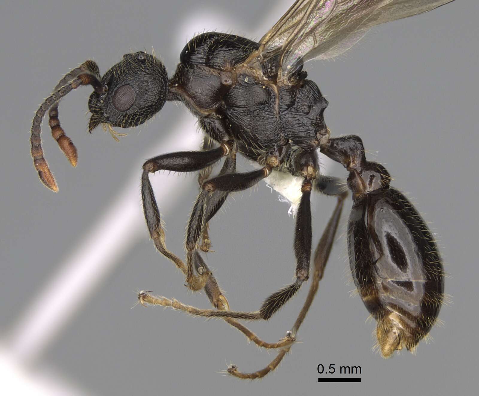 Image of Myrmica discontinua Weber 1939