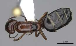 Image of Essig's Carpenter Ant