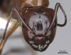 Image of Camponotus essigi Smith 1923