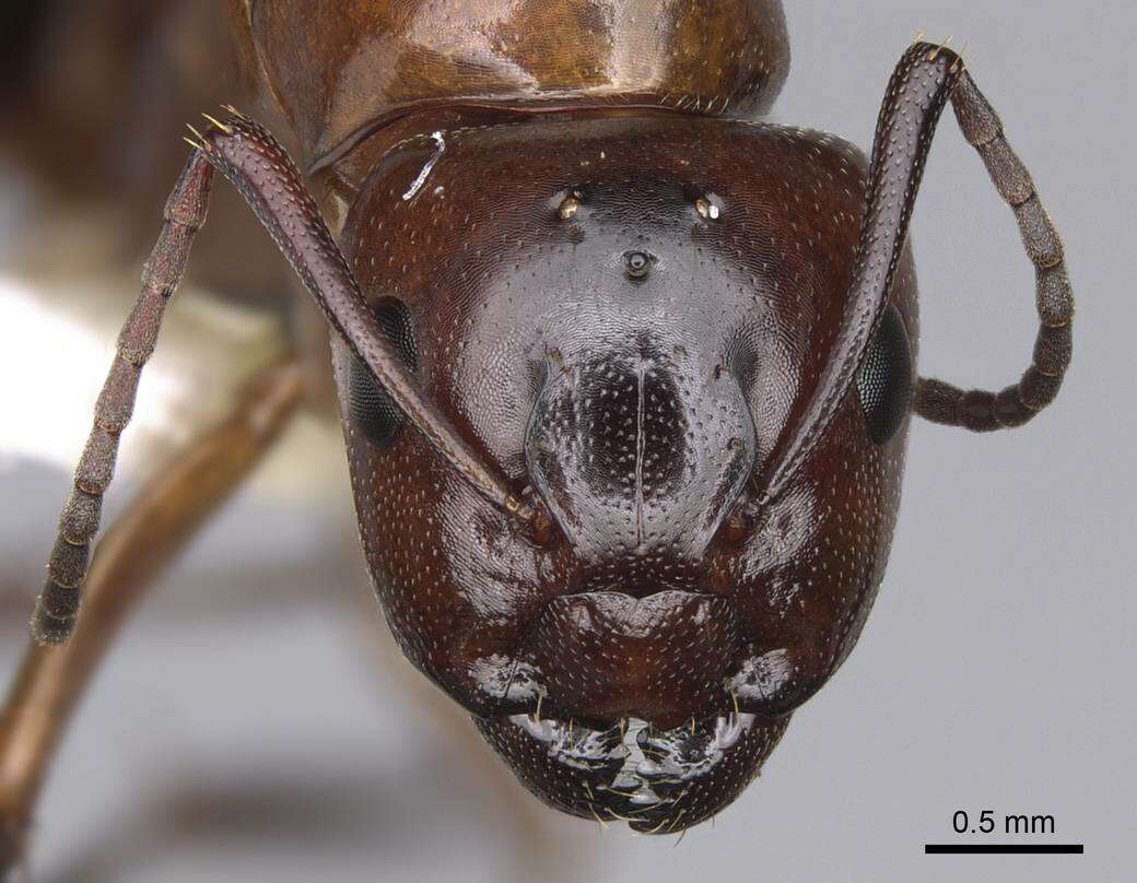 Image of Essig's Carpenter Ant