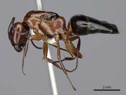 Image of Essig's Carpenter Ant