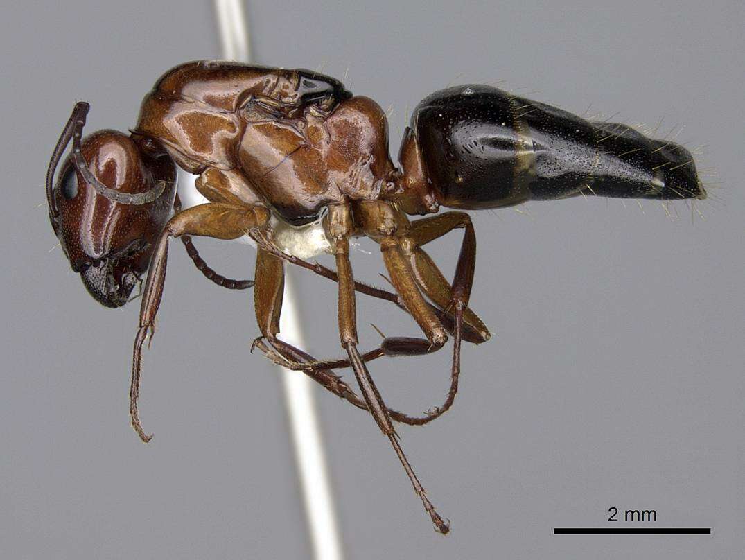 Image of Essig's Carpenter Ant