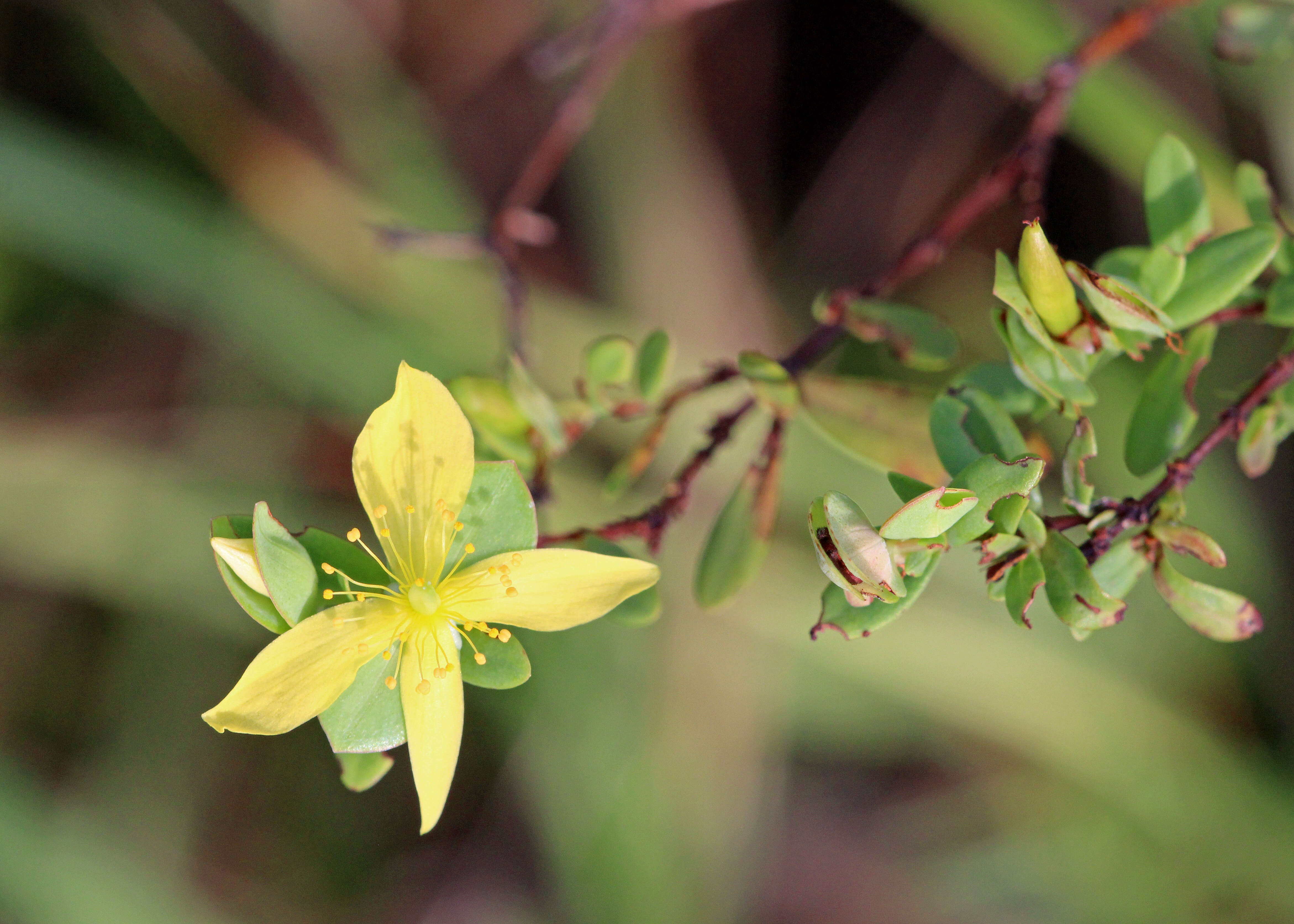 Imagem de Hypericum hypericoides (L.) Crantz