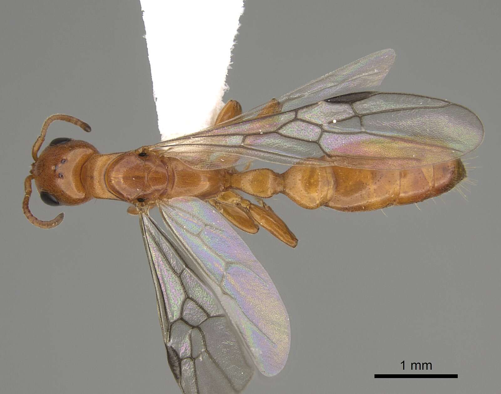 Image of Pseudomyrmex