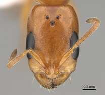 Image of Pseudomyrmex