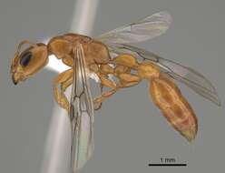 Image of Pseudomyrmex