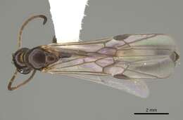 Image of Pseudomyrmex