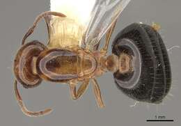 Image of Crematogaster laeviuscula Mayr 1870