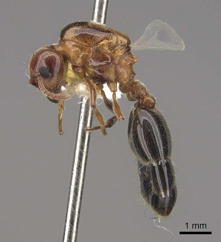 Image of Crematogaster laeviuscula Mayr 1870