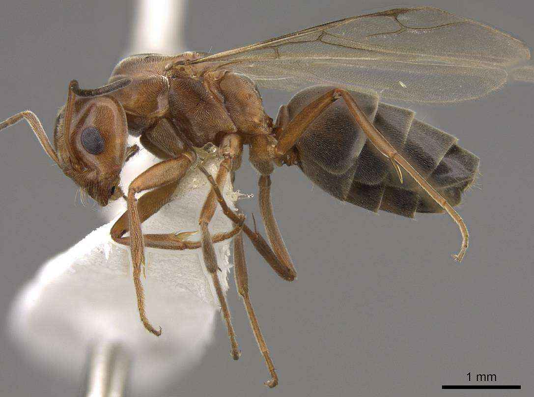 Image of Pyramid Ants