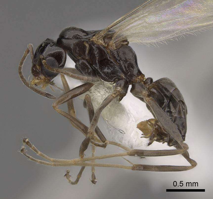 Image of Pyramid Ants