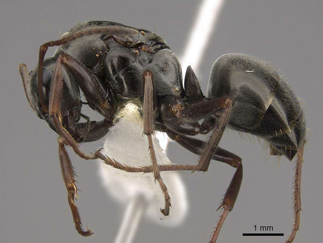 Image of Formica accreta Francoeur 1973