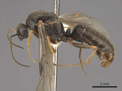 Image of grey field ant