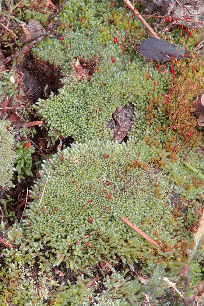 Image of silvergreen bryum moss