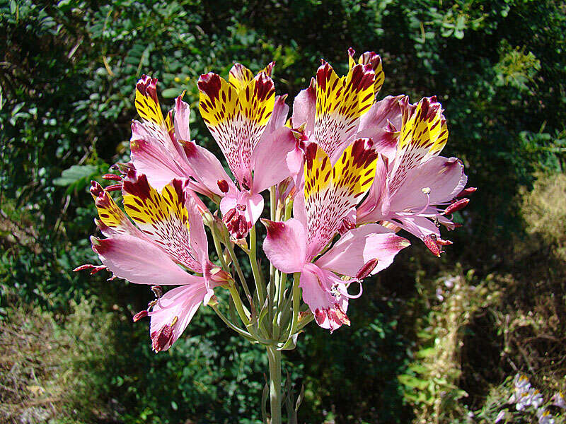 Image of Alstroemeria pulchra Sims