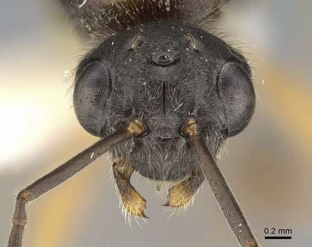 Image of New World Black Ant
