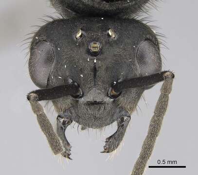 Image of Thatching ant