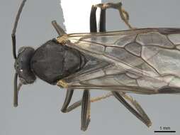 Image of Formica planipilis Creighton 1940