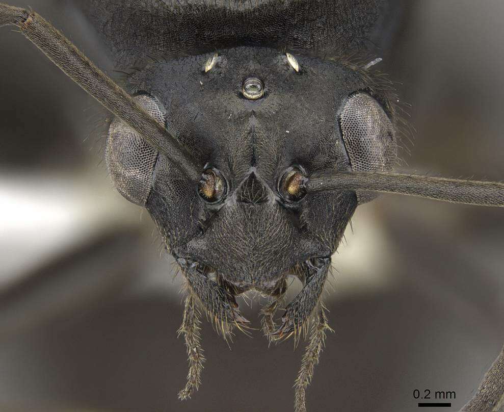 Imagem de Formica planipilis Creighton 1940
