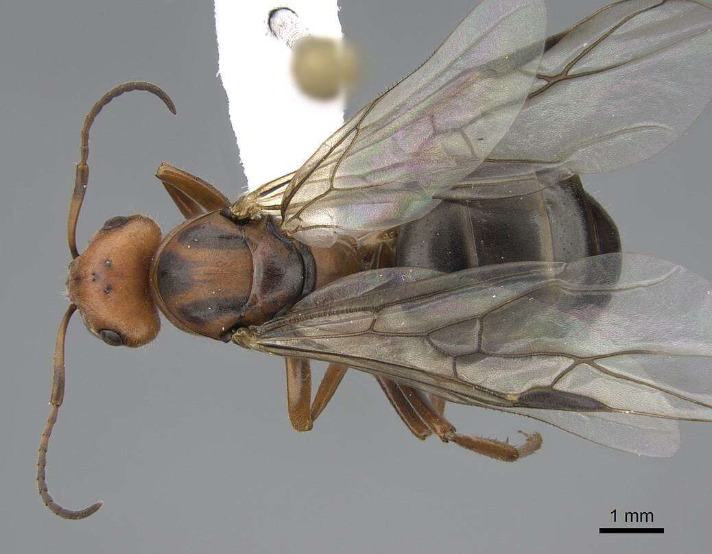 Image of Formica planipilis Creighton 1940