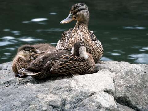 Image de Canard colvert