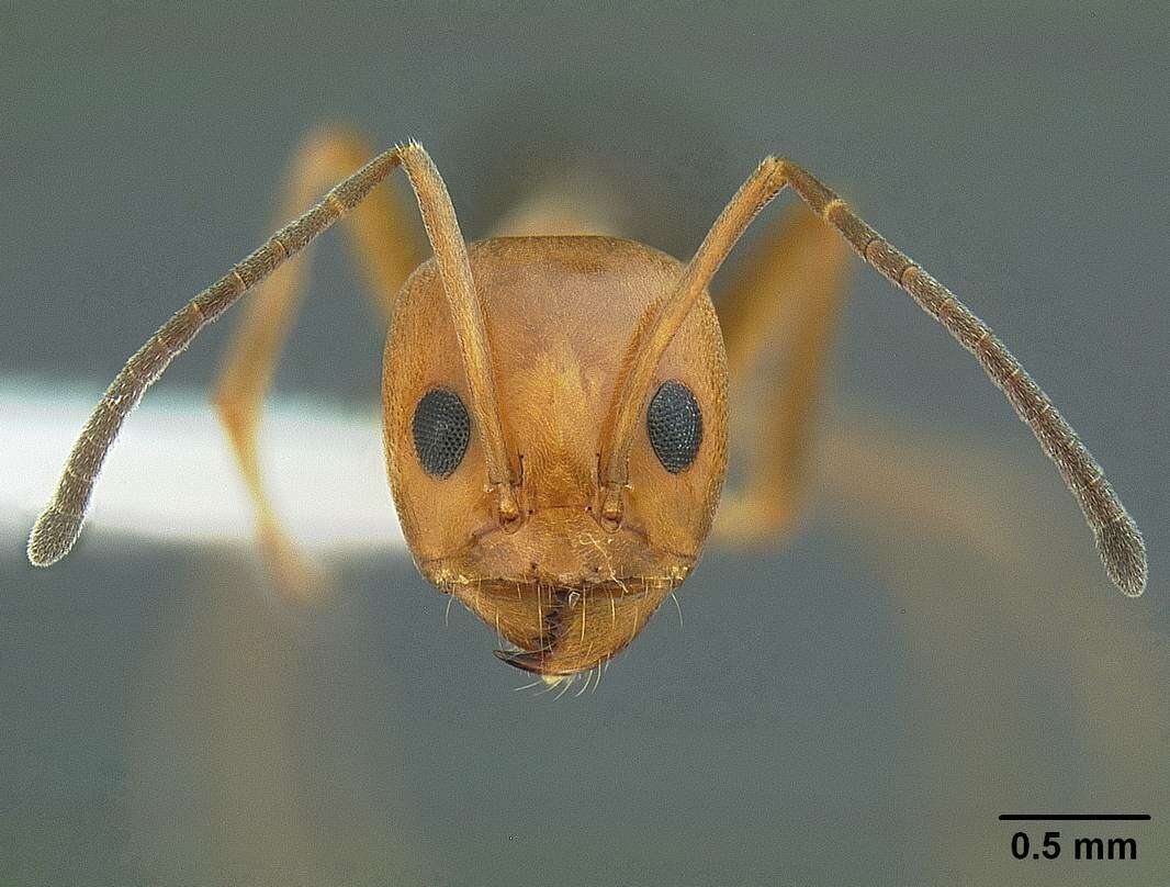 Image of Pyramid Ants