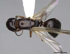 Plancia ëd Camponotus clarithorax Creighton 1950