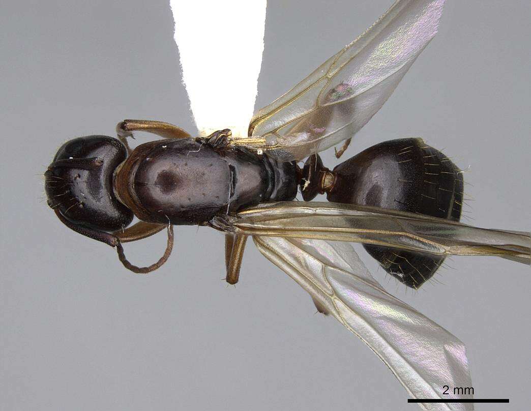 Plancia ëd Camponotus clarithorax Creighton 1950