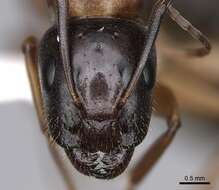 صورة Camponotus clarithorax Creighton 1950