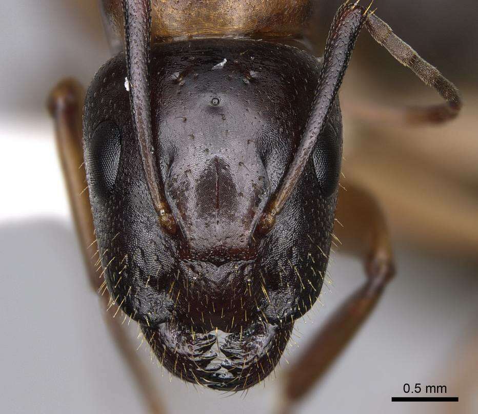 Plancia ëd Camponotus clarithorax Creighton 1950